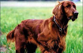 愛爾蘭雪達(dá)犬吃什么 愛爾蘭雪達(dá)犬喂食要點(diǎn)