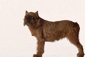 布魯塞爾格里芬犬一直嘔吐怎么辦