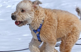 愛爾蘭梗怎么美容 奧爾蘭梗毛發(fā)美容步驟