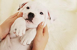 小狗嘔吐拉稀怎么辦