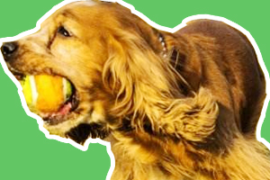 可卡犬怎么訓練撿球