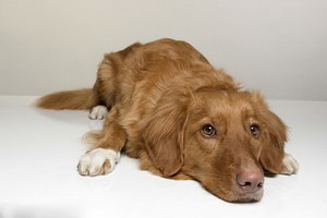 新斯科舍獵鴨尋獵犬什么時候驅(qū)蟲最好