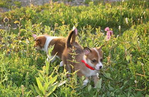 挪威倫德獵犬怎么驅蟲 挪威倫德獵犬驅蟲方法