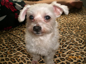 小狗眼屎多怎么辦