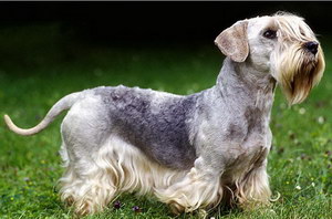 錫利哈姆梗有牙結(jié)石怎么辦 錫利哈姆梗牙結(jié)石預(yù)防治療方法