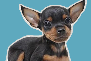 小鹿犬怎么訓練坐