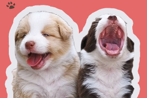 狗社交有問題怎么辦