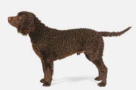 美國水獵犬怎么洗澡 美國水獵犬洗澡步驟