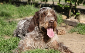 史畢諾犬好養(yǎng)嗎 史畢諾犬規(guī)律飲食很重要