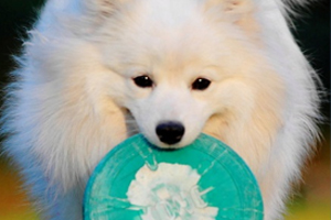 銀狐犬怎么訓練幫主人拿東西