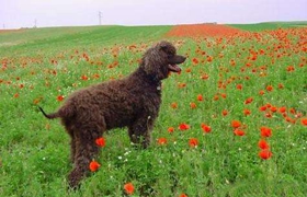 愛爾蘭水獵犬怎么梳毛 愛爾蘭水獵犬梳毛注意事項