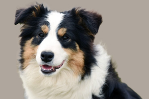 邊牧怎么訓(xùn)練大小便