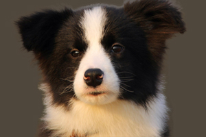 邊牧犬怎么訓(xùn)練等待