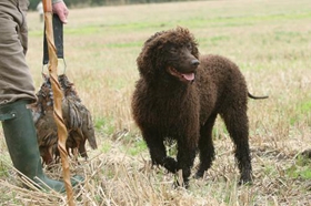 愛爾蘭水獵犬怎么美容 美容養(yǎng)護護理介紹