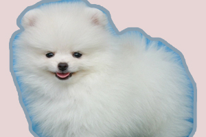 博美犬如何訓練大小便