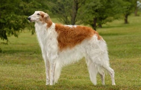 蘇俄獵狼犬吃什么 合理科學喂養(yǎng)蘇俄獵狼犬