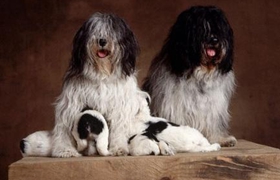 波蘭低地牧羊犬每天喝多少水