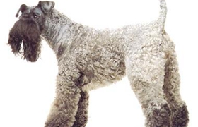 凱利藍(lán)梗性格好不好 凱利藍(lán)梗性格特點(diǎn)