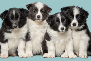 邊牧犬如何訓(xùn)練它隨行