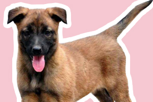 馬犬怎么訓(xùn)練大小便