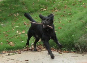 平毛尋回犬有蛔蟲怎么辦 平毛尋回獵犬蛔蟲治療方法