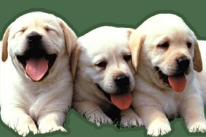 拉布拉多怎么訓練聽話