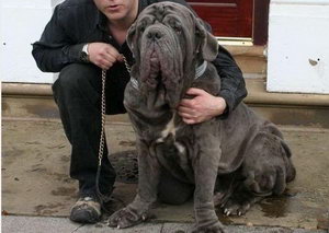 扭玻利頓犬耳朵怎么清潔 扭玻利頓犬耳朵清潔護(hù)理方法