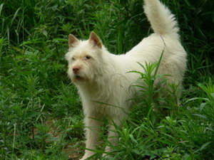 下司犬怎么洗澡 下司犬洗澡步驟流程