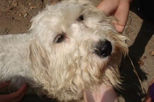 錫利哈姆梗拉肚子怎么處理 錫利哈姆梗拉稀治療方法