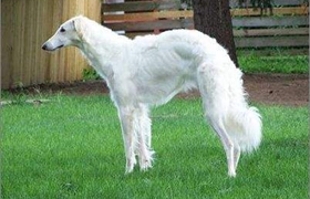 蘇俄獵狼犬好養(yǎng)嗎 蘇俄獵狼犬飼養(yǎng)方法