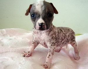 冠毛犬耳朵怎么清理 中國(guó)冠毛犬耳朵清理方法