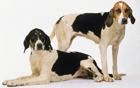 英國獵狐犬性格怎么樣 優(yōu)秀護(hù)衛(wèi)犬種