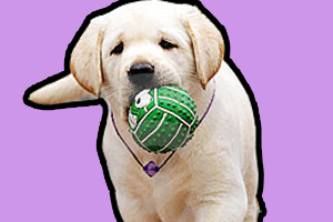 拉布拉多怎么訓練撿球