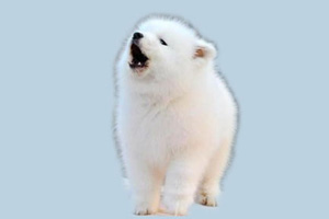 狗狗愛叫怎么辦