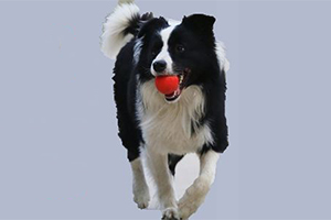 邊境牧羊犬怎么訓(xùn)練撿球