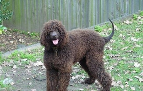 愛爾蘭水獵犬好養(yǎng)嗎 愛爾蘭水獵犬科學喂養(yǎng)方法