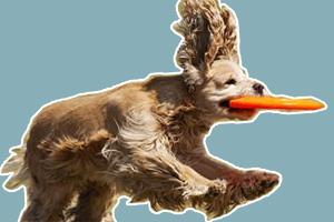 可卡犬怎么訓練咬飛盤