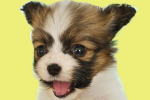 蝴蝶犬怎幺訓(xùn)練大小便