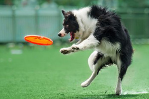 如何訓(xùn)練狗接飛盤