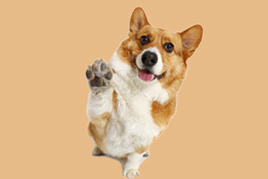 狗狗愛撲人怎么辦