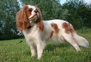 英國(guó)玩具獵鷸犬食管梗塞怎么辦