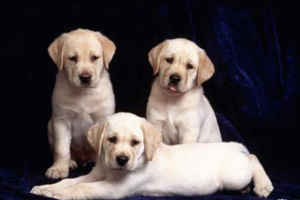 拉布拉多犬的喂養(yǎng)方法是什么