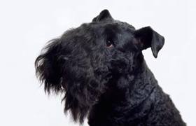 凱利藍梗怎么喂養(yǎng) 凱利藍梗喂養(yǎng)手冊