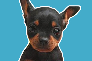 小鹿犬怎么訓練大小便