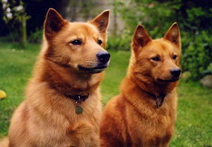 芬蘭波美拉尼亞絲毛狗怎么美容 芬蘭狐貍?cè)廊莘椒? / data-tUcS=