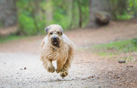 愛爾蘭軟毛梗性格怎么樣 愛爾蘭軟毛梗性格介紹