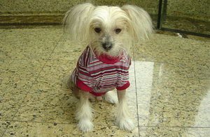 冠毛犬怎么美容 中國(guó)冠毛犬美容方法