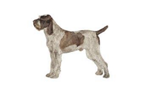 史畢諾犬毛發(fā)怎么護(hù)理 史畢諾犬毛發(fā)護(hù)理方法