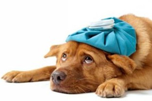 狗吐白沫不吃飯沒(méi)精神怎么辦