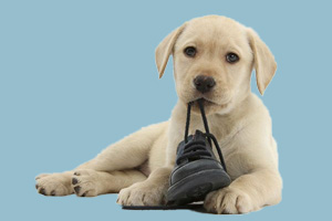 狗狗愛咬東西怎么辦